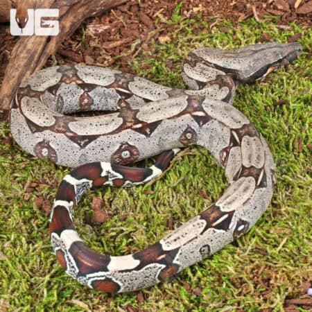 Baby Suriname Redtail Boas For Sale - Underground Reptiles
