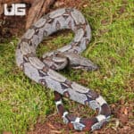 Baby Suriname Redtail Boas For Sale - Underground Reptiles