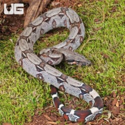 Baby Suriname Redtail Boas For Sale - Underground Reptiles