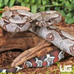 Baby Suriname Redtail Boas For Sale - Underground Reptiles