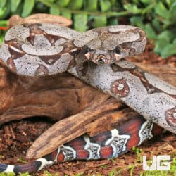 Baby Suriname Redtail Boas For Sale - Underground Reptiles