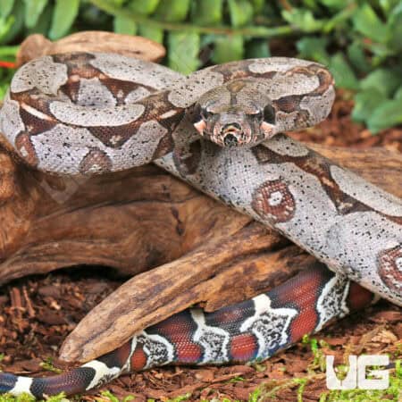 Baby Suriname Redtail Boas For Sale - Underground Reptiles