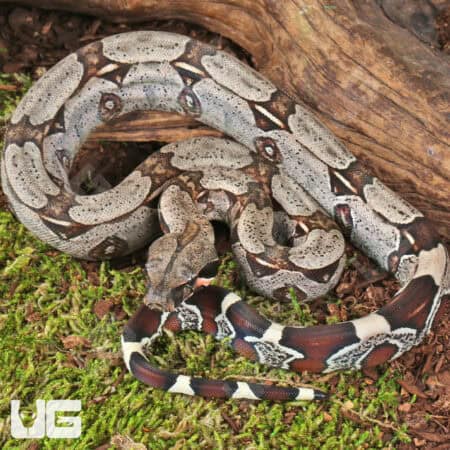 Baby Suriname Redtail Boas For Sale - Underground Reptiles