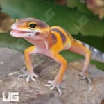 Baby Tangerine Clown Leopard Geckos (Eublepharis macularius)
