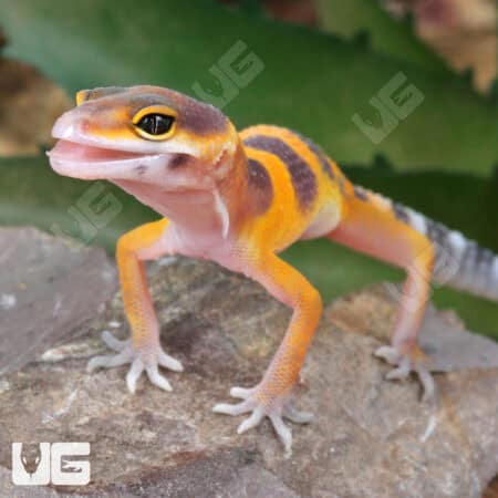 Baby Tangerine Clown Leopard Geckos (Eublepharis macularius)