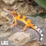 Baby Tangerine Clown Leopard Geckos (Eublepharis macularius)
