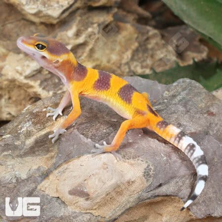 Baby Tangerine Clown Leopard Geckos (Eublepharis macularius)