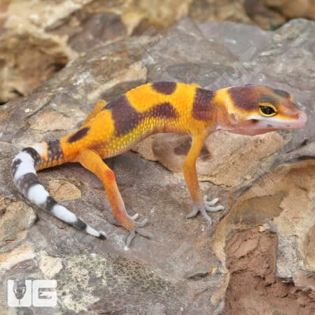 Baby Tangerine Clown Leopard Geckos (Eublepharis macularius)