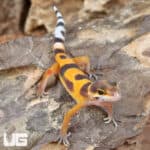 Baby Tangerine Clown Leopard Geckos (Eublepharis macularius)