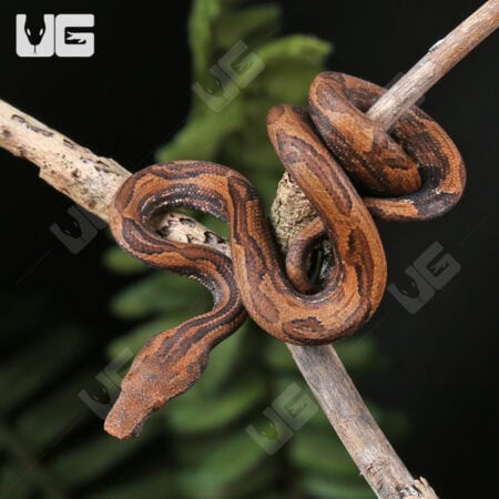 Indonesian Tree Boa For Sale- Underground Reptiles