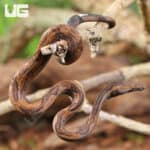 Indonesian Tree Boa For Sale- Underground Reptiles