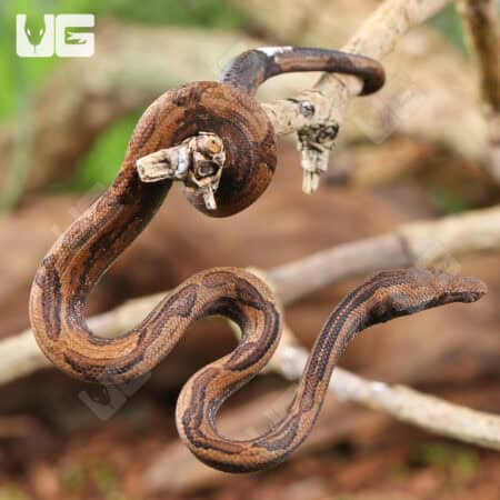 Indonesian Tree Boa For Sale- Underground Reptiles