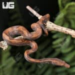 Indonesian Tree Boa For Sale- Underground Reptiles