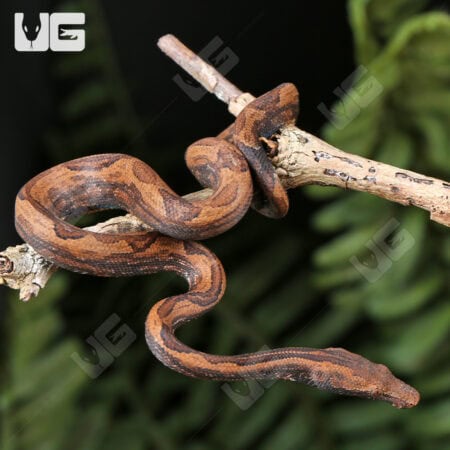 Indonesian Tree Boa For Sale- Underground Reptiles