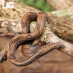 Indonesian Tree Boa For Sale- Underground Reptiles