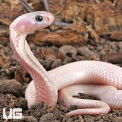 Leucistic Indonesian Spitting Cobras (Naja sputatrix) For Sale - Underground Reptiles
