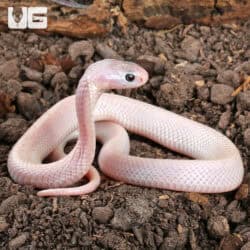 Leucistic Indonesian Spitting Cobras (Naja sputatrix) For Sale - Underground Reptiles