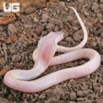 Leucistic Indonesian Spitting Cobras (Naja sputatrix) For Sale - Underground Reptiles