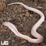 Leucistic baby Javan spitting cobra on soil, showcasing its pale pink and white coloration.