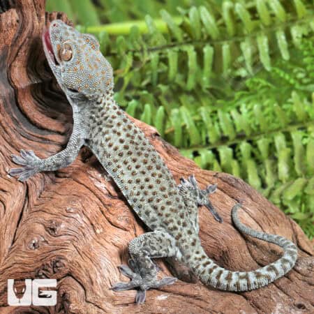 C.B. Juvi Blueberry Tokay Gecko For Sale - Underground Reptiles