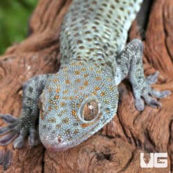 C.B. Juvi Blueberry Tokay Gecko For Sale - Underground Reptiles
