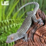 C.B. Juvi Blueberry Tokay Gecko For Sale - Underground Reptiles
