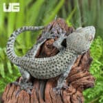 C.B. Juvi Blueberry Tokay Gecko For Sale - Underground Reptiles