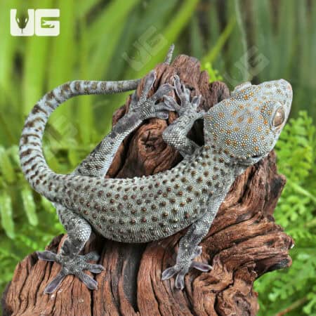 C.B. Juvi Blueberry Tokay Gecko For Sale - Underground Reptiles