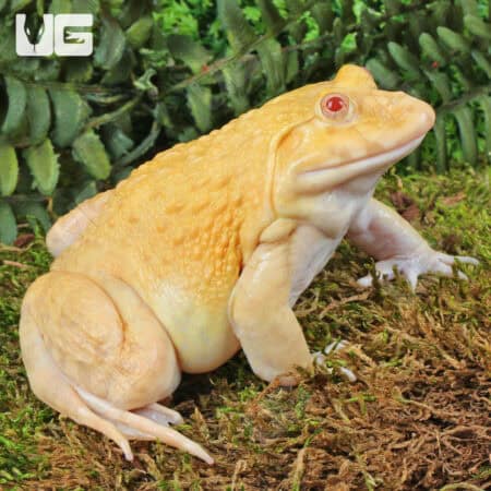 Close-up of a yellow poison dart frog on mossy ground in rainforest.