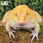 Close-up of a yellow Pacman frog on mossy forest ground.
