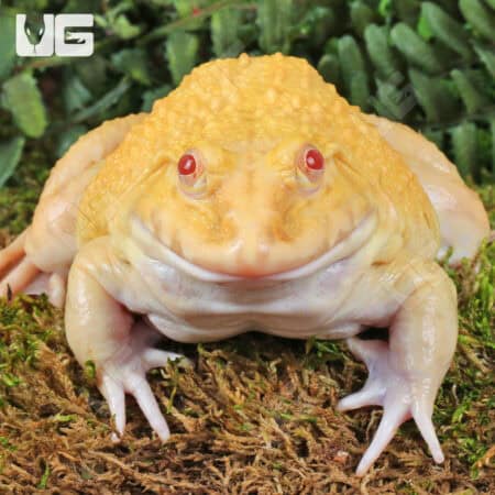 Close-up of a yellow Pacman frog on mossy forest ground.