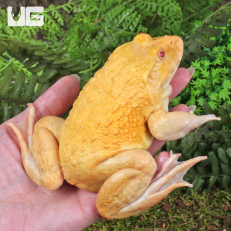 Yellow Pacman Frog, a popular amphibian pet, held in a person's hand with lush green foliage backgro.
