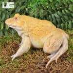 Yellow Pacman Frog sitting on moss with green foliage background.