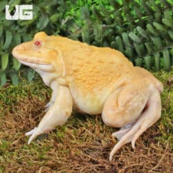 Yellow Pacman Frog sitting on moss with green foliage background.