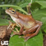 Javan Flying Frogs (Rhacophorus margaritifer) For Sale - Underground Reptiles