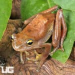 Javan Flying Frogs (Rhacophorus margaritifer) For Sale - Underground Reptiles