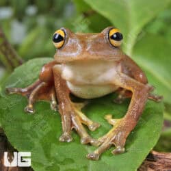 Javan Flying Frogs (Rhacophorus margaritifer) For Sale - Underground Reptiles