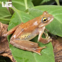 Javan Flying Frogs (Rhacophorus margaritifer) For Sale - Underground Reptiles
