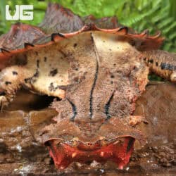 Mata Mata Turtles For Sale - Underground Reptiles