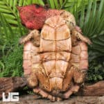 Mata Mata Turtles For Sale - Underground Reptiles