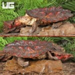 Mata Mata Turtles For Sale - Underground Reptiles