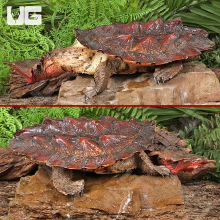Mata Mata Turtles For Sale - Underground Reptiles
