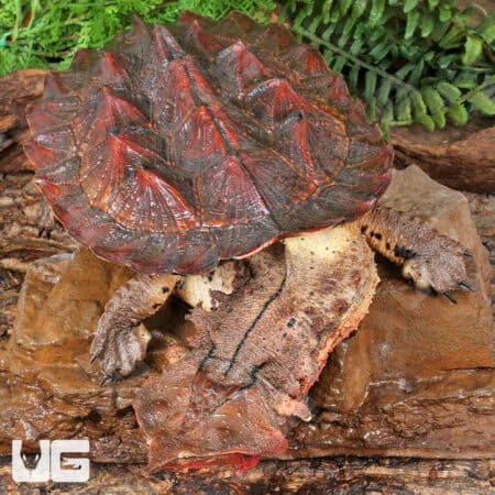 Mata Mata Turtles For Sale - Underground Reptiles