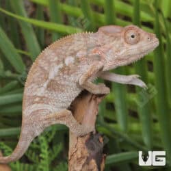 Juvenile Panther Chameleons For Sale - Underground Reptiles