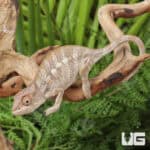 Juvenile Panther Chameleons For Sale - Underground Reptiles
