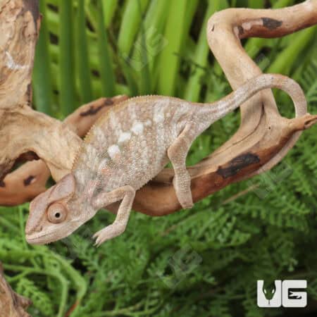 Juvenile Panther Chameleons For Sale - Underground Reptiles