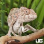 Juvenile Panther Chameleons For Sale - Underground Reptiles