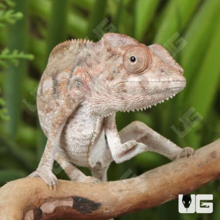 Juvenile Panther Chameleons For Sale - Underground Reptiles