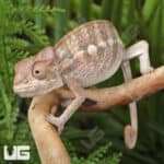 Juvenile Panther Chameleons For Sale - Underground Reptiles
