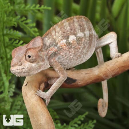Juvenile Panther Chameleons For Sale - Underground Reptiles